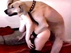 Cruel dog cock penetrates the ass
